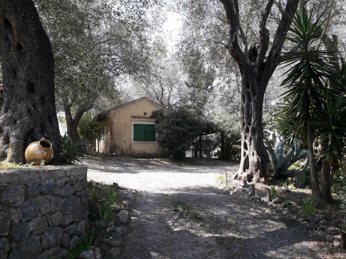 House In The Olive Garden Apartment Ágios Ioánnis Exterior photo